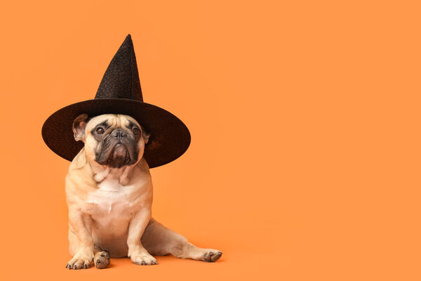 Cute French bulldog in Halloween witch hat sitting on orange background