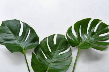 Tropikal monstera beyaz arka plan üzerinde bırakır