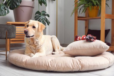 Oturma odasında evcil hayvan yatağında uzanan sevimli Labrador köpeği.