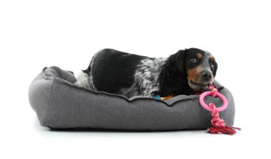 Beyaz arka planda evcil hayvan yatağında uzanan sevimli cocker spaniel köpeği.