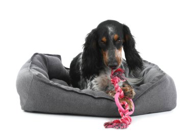 Beyaz arka planda evcil hayvan yatağında uzanan sevimli cocker spaniel köpeği.