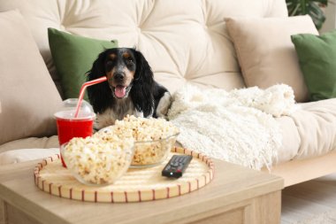 Oturma odasındaki kanepede duran patlamış mısır, soda ve uzaktan kumandalı şirin köpek cocker köpeği.