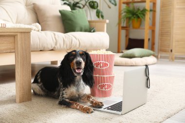 Tatlı cocker spaniel köpek, elinde patlamış mısır, dizüstü bilgisayar ve oturma odasındaki halının üzerinde duran 3 boyutlu sinema gözlüğü var.