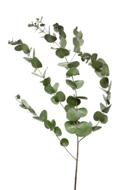 Beyaz arka planda kurumuş okaliptüs dalı