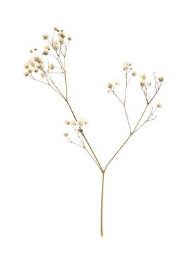 Beyaz arka planda kurumuş çikila çiçekleri