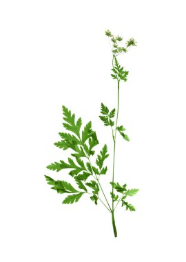 Beyaz arka plan üzerinde kurutulmuş bitki