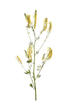 Beyaz arka planda kurumuş çiçekler, üst manzara