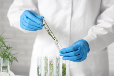 Laboratuvarda test tüpleri ve bitki örnekleriyle çalışan kadın bilim adamı.