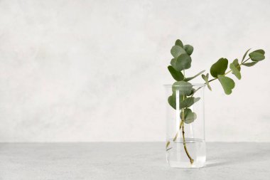 Grunge bej arka planında bitki bulunan laboratuvar şişesi.