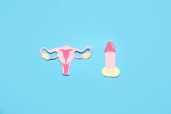 Paper male and female organs on color background