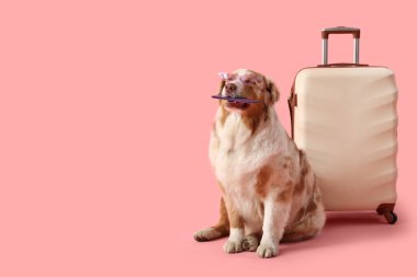 Güneş gözlüklü şirin Avustralyalı çoban köpeği, pasaport ve pembe arka planda bavul.