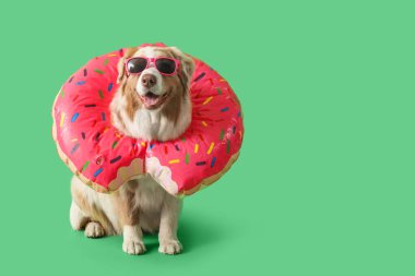 Yeşil arka planda donut şeklinde şişirilebilir halkası olan güneş gözlüklü şirin Avustralya çoban köpeği.