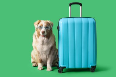 Yeşil arka planda bavulu olan, güneş gözlüklü şirin Avustralya çoban köpeği.