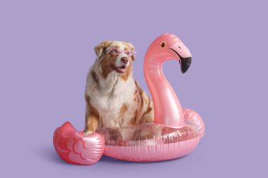 Leylak arka planında flamingo şeklinde şişme halkası olan şirin Avustralya çoban köpeği.