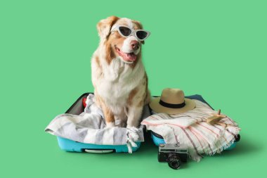 Tatlı Avustralya çoban köpeği yeşil arka planda bavulda oturuyor.