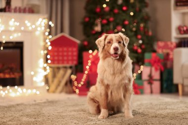 Tatlı Avustralya çoban köpeği Noel arifesinde evde.