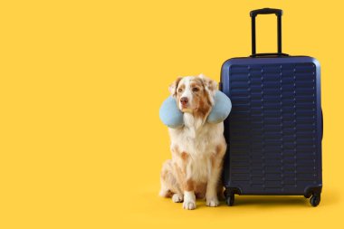 Çantalı ve sarı arka planda seyahat eden yastıklı şirin Avustralya çoban köpeği