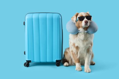 Güneş gözlüklü, seyahat eden yastıklı ve mavi arka planda valizli şirin Avustralya çoban köpeği.