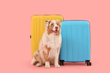 Pembe arka planda bavulları olan şirin bir Avustralya çoban köpeği.