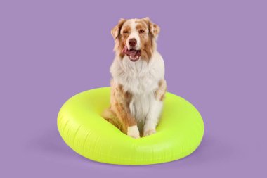 Leylak kaplamalı şişme yüzüklü şirin Avustralya çoban köpeği.