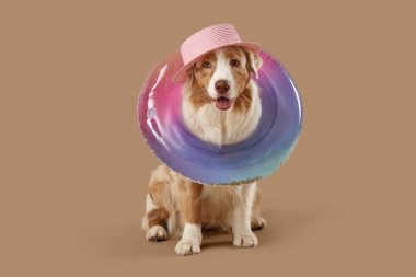 Yaz şapkalı şirin Avustralya çoban köpeği bej arka planda şişirilebilir yüzük