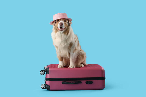 Cute Australian Shepherd dog in summer hat with suitcase on blue background