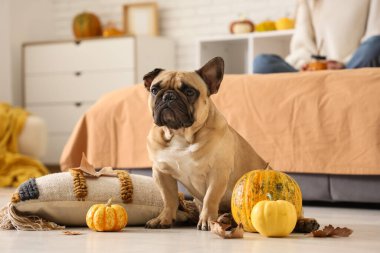 Balkabaklı ve sonbahar yapraklı şirin Fransız bulldog 'u yatak odasında yerde oturuyor.