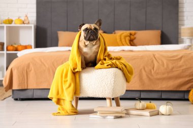 Evde balkabakları ve kitapları olan sevimli bir Fransız bulldog 'u.