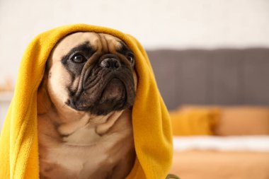 Evde battaniyeli şirin bir Fransız bulldog, yakın plan.