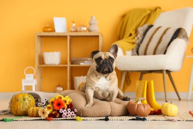 Evde yastığın üzerinde balkabağı ve çiçeklerle oturan sevimli Fransız bulldog 'u.