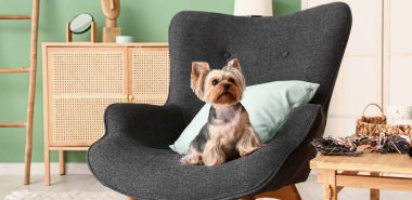 Şirin Yorkshire teriyer köpeği oturma odasında koltukta oturuyor.