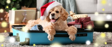 Noel arifesinde evde bavulunda hediyeleri olan sevimli bir köpek.