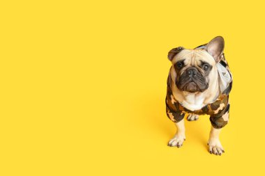 Sarı arka planda evcil hayvan kıyafetleri içinde sevimli bir Fransız bulldog.