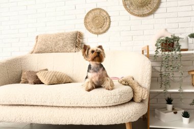 Oturma odasındaki kanepede oturan şirin küçük Yorkshire teriyeri köpeği.