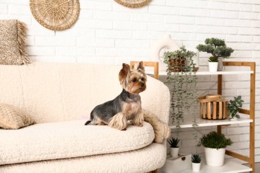 Oturma odasındaki kanepede oturan şirin küçük Yorkshire teriyeri köpeği.