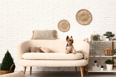 Oturma odasındaki kanepede oturan şirin küçük Yorkshire teriyeri köpeği.