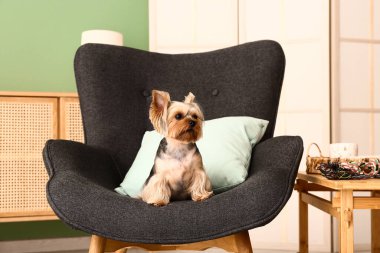 Küçük şirin Yorkshire teriyer köpeği oturma odasında koltukta oturuyor.