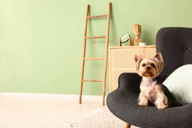 Küçük şirin Yorkshire teriyer köpeği oturma odasında koltukta oturuyor.