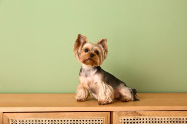 Cute small Yorkshire terrier dog sitting on commode in living room near green wall clipart