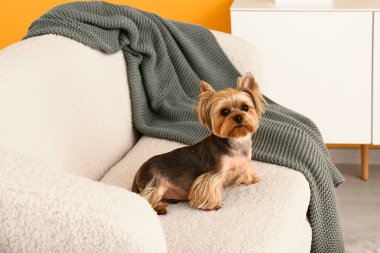 Oturma odasındaki kanepede oturan şirin küçük Yorkshire teriyeri köpeği.