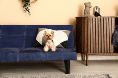 Oturma odasındaki kanepede oturan şirin küçük Yorkshire teriyeri köpeği.