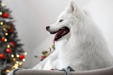 Beyaz Samoyed köpek Noel arifesinde evde koltukta, yakın plan