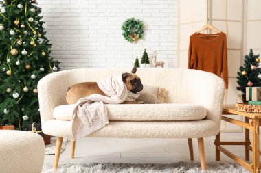 Noel arifesinde evde atkısı olan sevimli bir köpek.