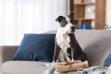 Yaramaz Staffordshire Teriyeri. Evdeki koltukta yırtık Noel hediyesi kutusu var.