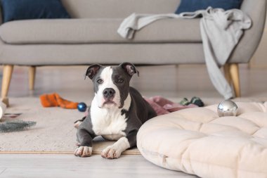 Şirin Staffordshire Teriyeri Noel arifesinde evde dağınıklık var.