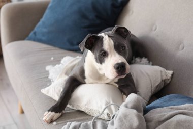 Yaramaz Staffordshire Teriyeri yırtık yastıkla evdeki kanepede yatıyor.