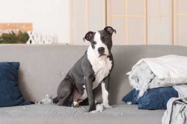 Yaramaz Staffordshire Teriyeri evdeki koltukta yırtık yastıkla