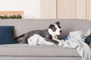 Yaramaz Staffordshire Teriyeri yırtık yastıkla evdeki kanepede yatıyor.