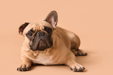 Kahverengi arka planda yatan sevimli Fransız bulldog.