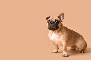 Kahverengi arka planda oturan sevimli Fransız bulldog.